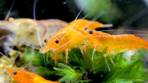 Yellow Fire Shrimp Care Guide & Species Profile – Aquariumistics