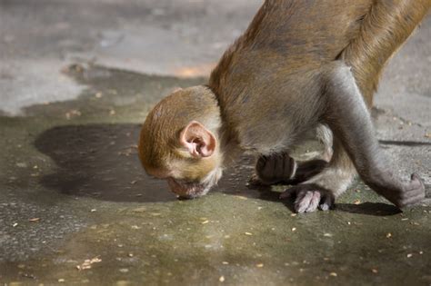 Premium Photo | Monkey drinking water from the ground