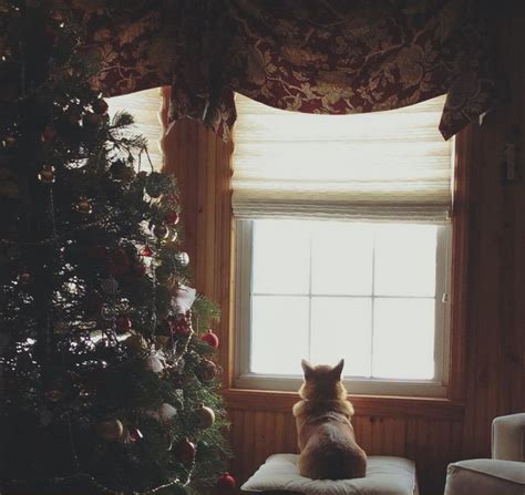 A Very #Corgi Christmas Eve 2015 - The Daily Corgi