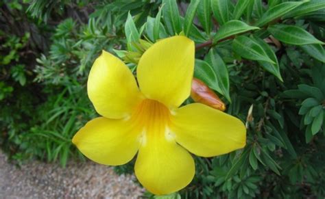 Allamanda: Easy to care and long lasting flowering plant for home ...