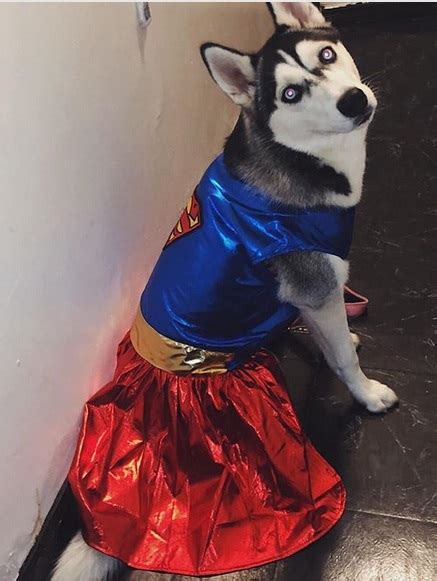 14 Funny Halloween Costume Ideas For Your Husky | PetPress