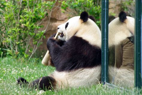 Les pandas au zoo de Beauval - Photos Côte d'émeraude et ailleurs au ...