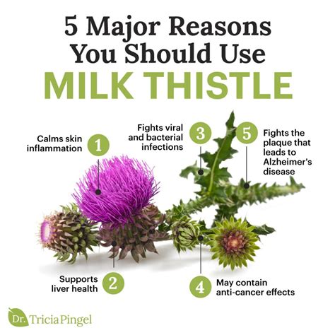 5 Milk Thistle Health Benefits - Dr. Pingel