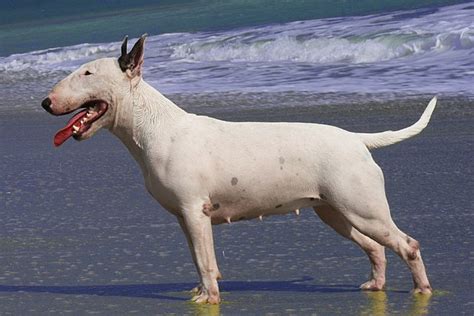 Bull Terrier - Wikiwand