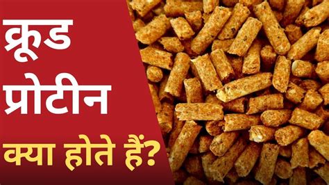 क्रूड प्रोटीन क्या होते हैं? | What is Crude Protein in Animal Feed and Why it is Important ...