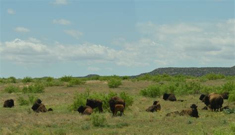 Caprock Canyon State Park – Nealys on Wheels