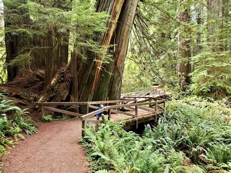 Prairie Creek Loop Trail, Prairie Creek Redwoods State Park, California