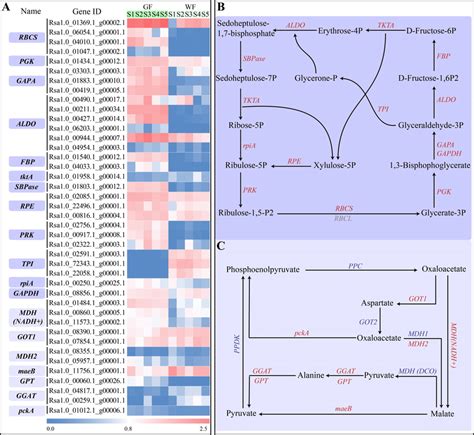 Carbon fixation pathway and expressions of genes involved in carbon... | Download Scientific Diagram