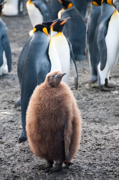 King Penguins on Gold Harbour Stock Photo - Image of south, fauna: 75846544