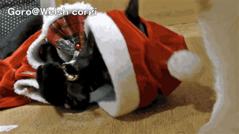 Cat Christmas GIF - Find & Share on GIPHY