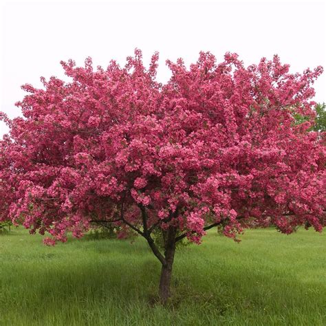 Apple, Crabapple-Malus Prairifire | Crabapple tree, Flowering crabapple ...