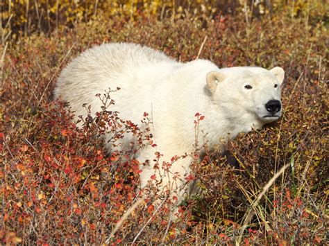 Walking with Polar Bears Tours with Churchill Wild - Adventures All Around