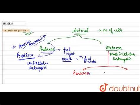 Parazoa: characteristics and classification - science - 2024