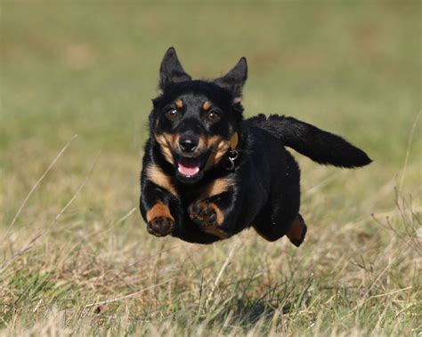 Lancashire Heeler | History, Characteristics & Basic Health