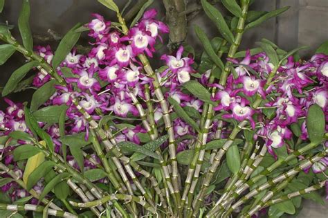 Dendrobium nobile | Orquídeas, Flores orquideas, Orquídeas dendrobium