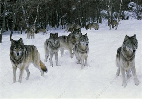 Pack of grey wolves (Canis lupus) in snow - Stock Image - Z932/0057 - Science Photo Library