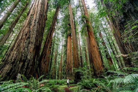 REDWOOD National Park: An Expert Guide (Epic Video + Advice)