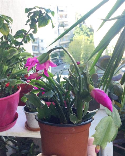 A Brief Christmas Cactus Watering Guide