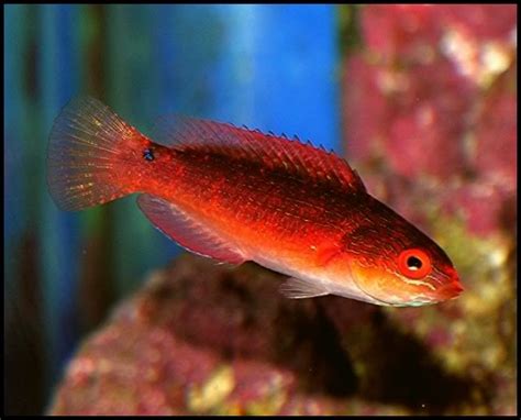 Fairy Wrasse Photo Library & ShowOff Thread... | REEF2REEF Saltwater and Reef Aquarium Forum