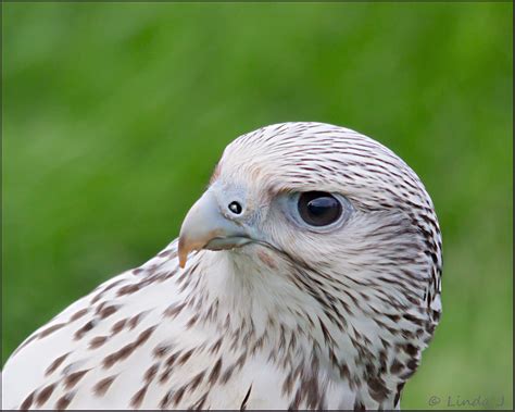 Bird of Prey, "The White Falcon" This Bird belongs to Jona… | Flickr