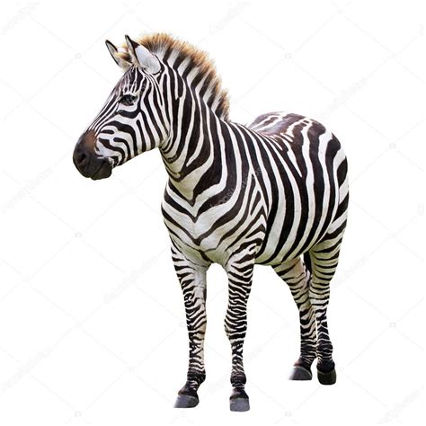 Black and white zebra Stock Photo by ©Patryk_Kosmider 25018039