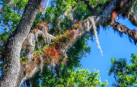 Myakka State Park: A Haven for Nature Lovers - Hike Bike Travel