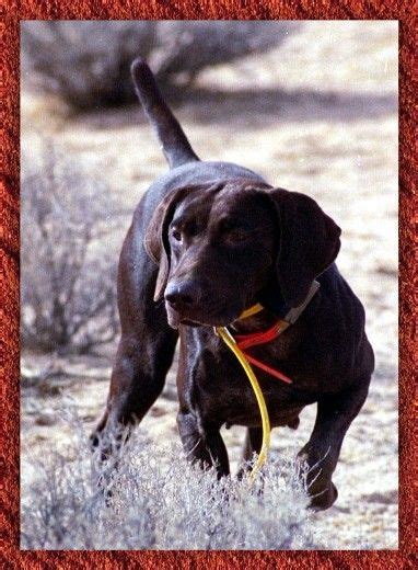 Solid Liver Female German Shorthaired Pointer ~ "Kokeb" | Dog pond, German shorthair, German ...