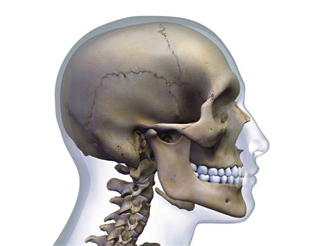 Anatomia kości potylicznej - Medycyna