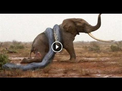 Elephant Vs Crocodile Real Fight Crocodile Attacks Elephant - YouTube