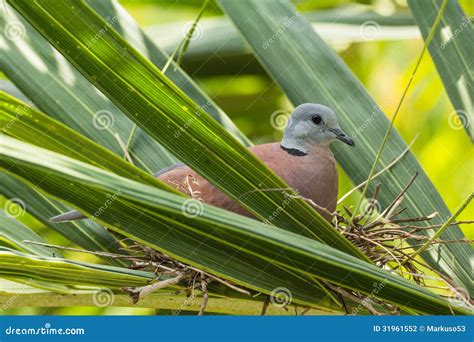 Dove stock photo. Image of feather, branch, wild, hidden - 31961552