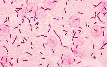 Salmonella typhi (Salmonella enterica subsp. enterica serovar Typhi)