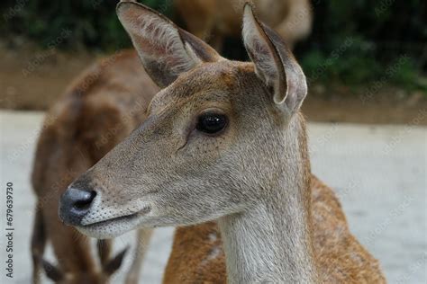 The Javan rusa (Rusa timorensis), or Sunda sambar is native to the Indonesian islands of Java ...