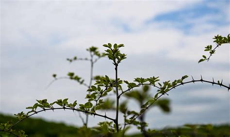 Thorn Trees in Texas: What Common Trees with Thorns Are in the State? - A-Z Animals