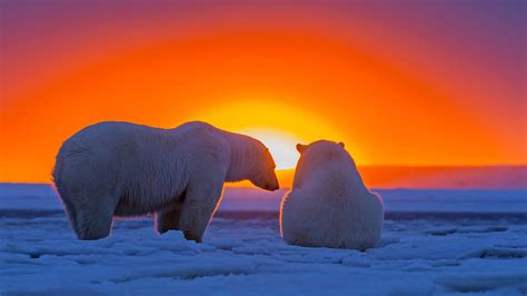 Polar Bears HD Wallpapers - Wallpaper Cave