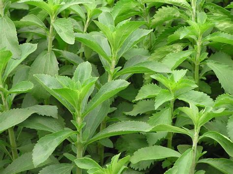 Stevia Plant | Restoring Eden