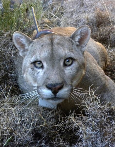 Pumas, Panthers & Cougars: Facts About America's Big Cats | Live Science