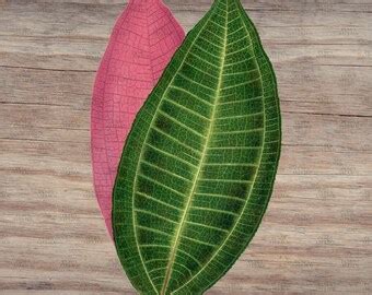 Smilax Macrophylla Leaf Clipart PNG SVG JPEG Vintage Botanical ...