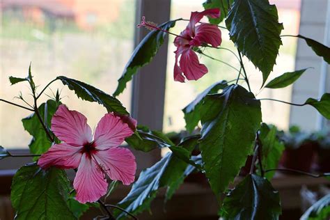 How to Overwinter Tropical Hibiscus Indoors | Gardener’s Path