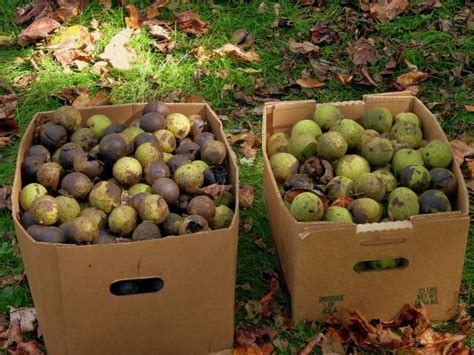 Collecting a Black Walnut Crop for Seeds and Nuts