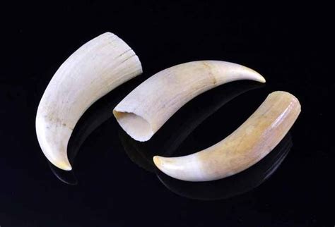 Ivory Whale Teeth Trio: Lengths and Weight Analysis - Natural History - Industry Science ...