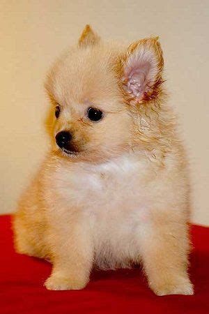 Pom Chi's are adorable too. | Dog breeds pictures, Cute little dogs, Pomchi dogs