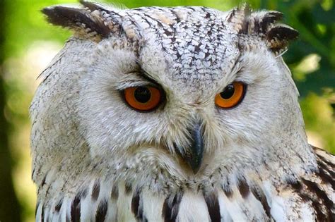Types of Owls | Strigidae & Tytonidae Families | Bio Explorer