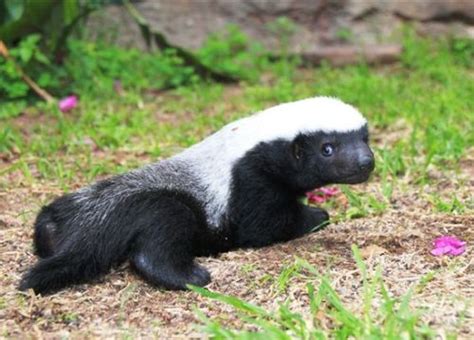 Meet Badger Girl - the Baby Honey Badger! - ZooBorns