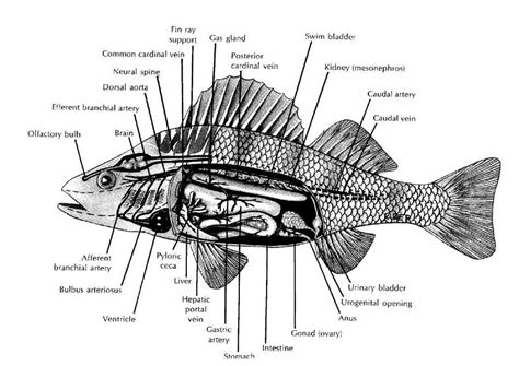 Fish Internal Anatomy Labeling Worksheets