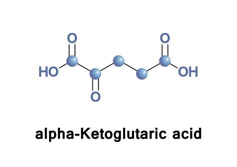 ALPHA KETOGLUTARATE, MALATE, AND CITRATE: CITRIC ACID CYCLE ...