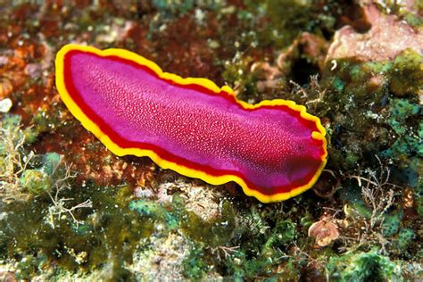 Platyhelminthes - Invertebrates