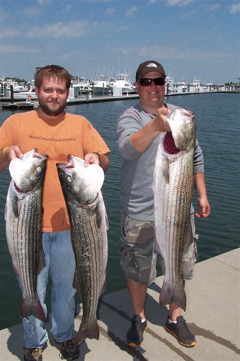 Fishing Report for 5/20/14 - Indian River Marina - State of Delaware