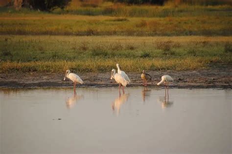 African Spoonbill - Facts, Diet, Habitat & Pictures on Animalia.bio