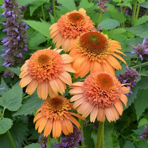 Echinacea Supreme™ Cantaloupe | White Flower Farm