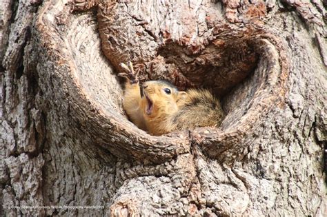 Comedy Wildlife Awards 2019: Die lustigsten Tierbilder des Jahres | BRIGITTE.de